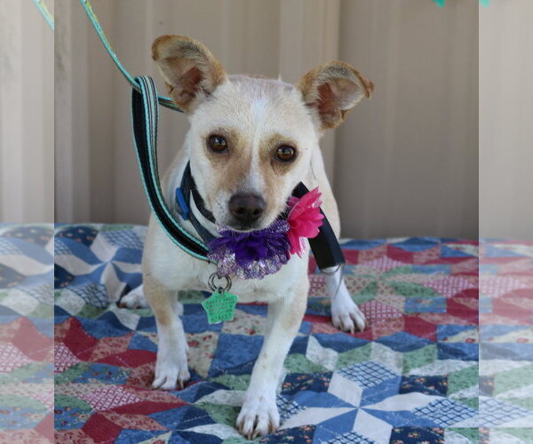 Medium Photo #1 Chihuahua Puppy For Sale in Bandera, TX, USA