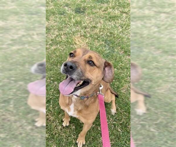 Medium Photo #2 Cocker Spaniel Puppy For Sale in Corpus Christi, TX, USA