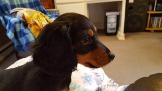 Dachshund Puppy for sale in CHESTER, AR, USA