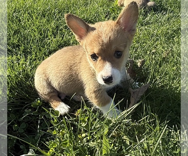 Medium Photo #1 Pembroke Welsh Corgi Puppy For Sale in BELPRE, OH, USA