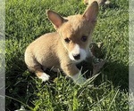 Small Pembroke Welsh Corgi