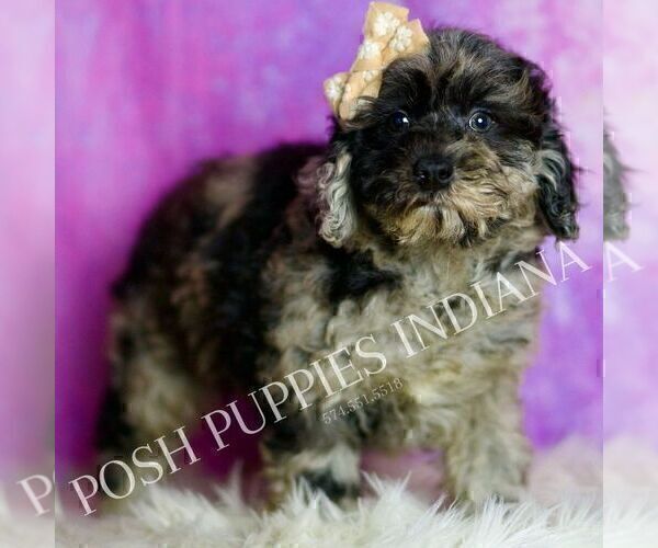 Medium Photo #41 Poodle (Miniature) Puppy For Sale in WARSAW, IN, USA