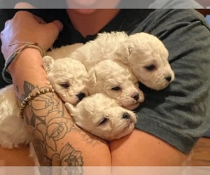 Bichon Frise Puppy for sale in HENDERSONVILLE, NC, USA