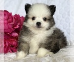 Small #8 Pomeranian