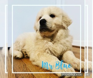 Great Pyrenees Puppy for sale in DAMASCUS, MD, USA