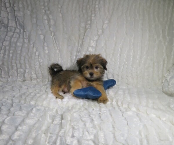 Medium Photo #3 Shorkie Tzu Puppy For Sale in COOKEVILLE, TN, USA