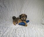Small #2 Shorkie Tzu