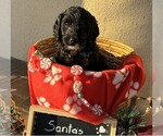 Small Photo #16 Goldendoodle Puppy For Sale in FORT LAUDERDALE, FL, USA