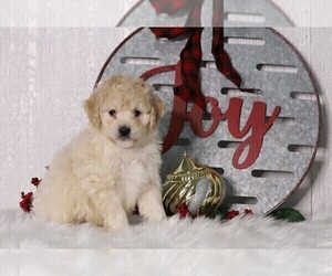 Bernedoodle-Poodle (Miniature) Mix Puppy for sale in FREDERICKSBG, OH, USA