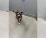 Small Mutt