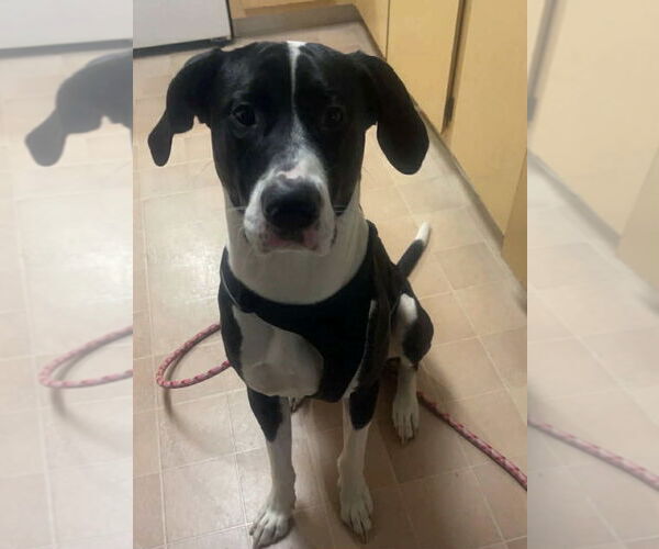 Medium Photo #1 Treeing Walker Coonhound-Unknown Mix Puppy For Sale in Woodland, CA, USA