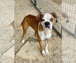 Small Boxer
