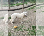 Small #3 Great Pyrenees Mix