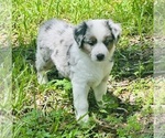 Puppy Puppy 5 Miniature Australian Shepherd