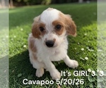 Litter of 6 - Male(s) and Female(s) Cavapoo (Miniature)Litter of Puppies for Sale - Photo #6