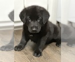 Small Photo #1 Golden Shepherd-Unknown Mix Puppy For Sale in HALEYVILLE, AL, USA