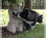 Small Photo #30 Pomsky Puppy For Sale in BAXTER, TN, USA