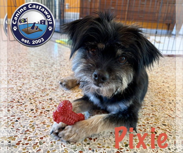 Medium Photo #4 Havanese-Unknown Mix Puppy For Sale in Arcadia, FL, USA