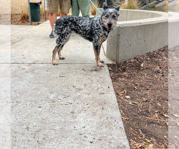 Medium Photo #2 Mutt Puppy For Sale in Woodland Hills, CA, USA