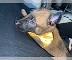 Small Photo #13 Belgian Malinois Puppy For Sale in REESEVILLE, WI, USA