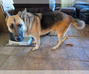 Alan - Male German Shepherd Dog-Unknown Mix Dog for Adoption - Photo #3
