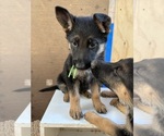 Small #6 German Shepherd Dog