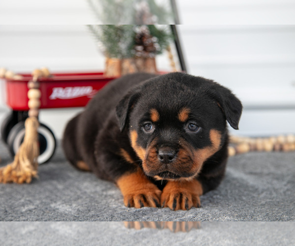 Medium Photo #2 Rottweiler Puppy For Sale in BRYANT, IN, USA