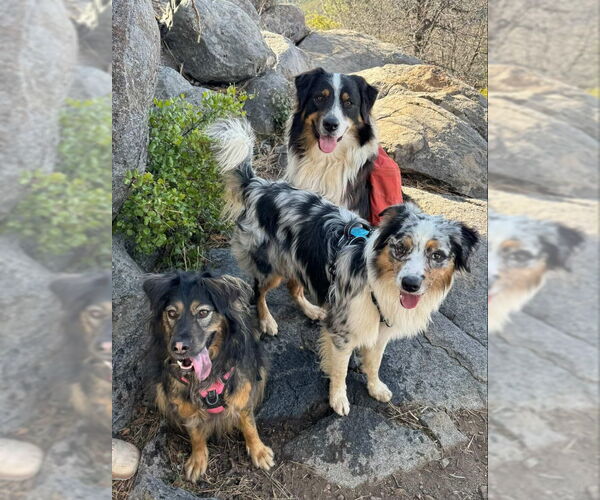 Medium Photo #5 Australian Shepherd Puppy For Sale in San Diego, CA, USA