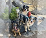 Small #4 Australian Shepherd