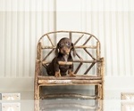 Small #1 Dachshund