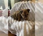Puppy Rudolf Bulldog