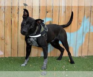 Labrador Retriever-Unknown Mix Dogs for adoption in West Valley, UT, USA