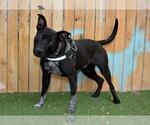 Small Labrador Retriever Mix