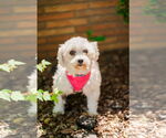 Small #2 Maltese