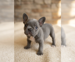 Small #1 French Bulldog
