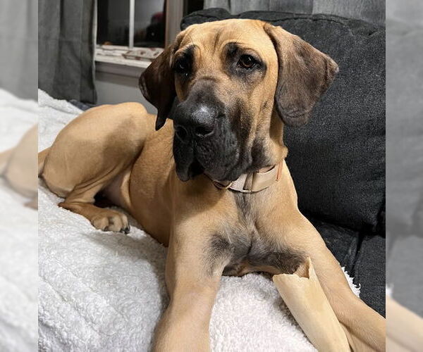Medium Photo #8 Brazilian Mastiff-Great Dane Mix Puppy For Sale in Jasper, AL, USA
