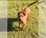 Small Photo #2 Labrador Retriever-Unknown Mix Puppy For Sale in Holly Springs, NC, USA