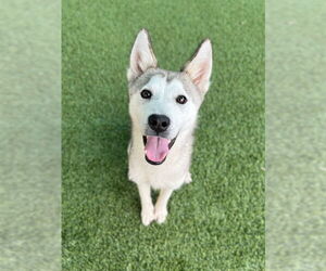 Huskies -Unknown Mix Dogs for adoption in Baytown, TX, USA