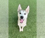 Small Huskies  Mix