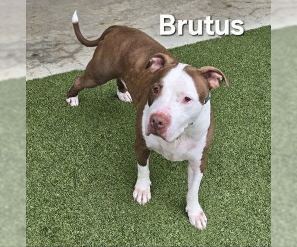 Medium Photo #2 American Pit Bull Terrier Puppy For Sale in Derwood, MD, USA