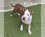 Small Photo #2 American Pit Bull Terrier Puppy For Sale in Derwood, MD, USA