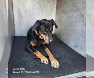 American Staffordshire Terrier-Unknown Mix Dogs for adoption in San Antonio, TX, USA