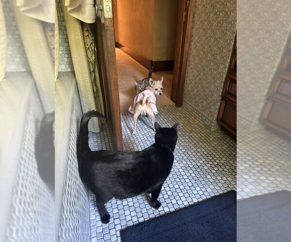 Medium Photo #2 Chihuahua-Unknown Mix Puppy For Sale in Dana Point, CA, USA