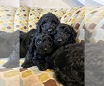 Small Photo #11 Goldendoodle Puppy For Sale in PIEDMONT, SC, USA