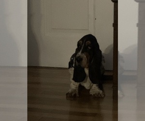 Basset Hound Puppy for sale in DEBARY, FL, USA