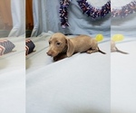 Small Photo #8 Dachshund Puppy For Sale in RICHMOND, TX, USA