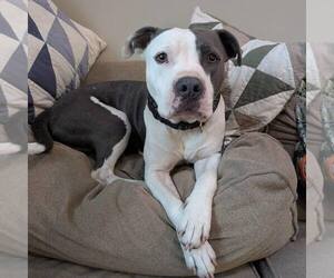 American Staffordshire Terrier-Unknown Mix Dogs for adoption in New Oxford , PA, USA