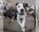 Small American Staffordshire Terrier Mix