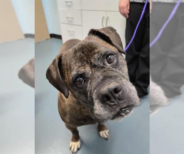 Medium Photo #1 Boxer-Bullmastiff Mix Puppy For Sale in London, Ontario, Canada