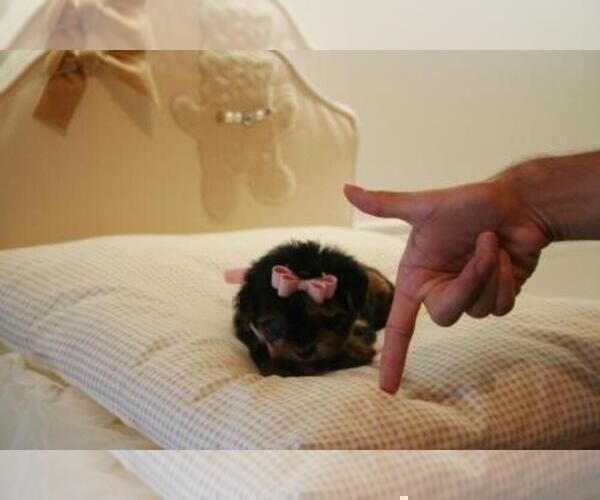 Medium Photo #2 Yorkshire Terrier Puppy For Sale in BAYVILLE, NJ, USA